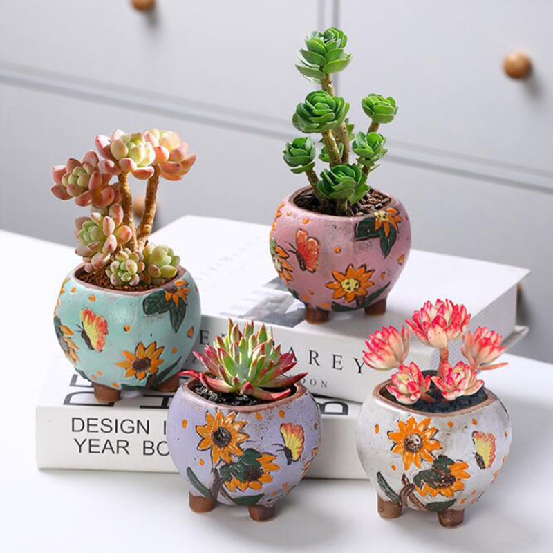 Koreaanse stijl zonnebloempatr - Echeveria Succulent recensie en prijs