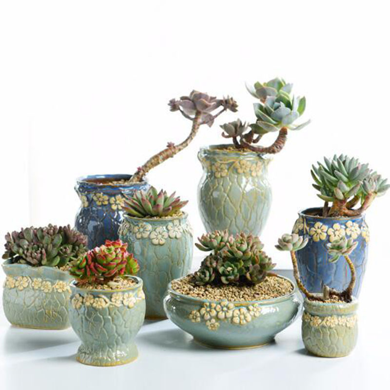 Vetplanten Bloempot Kleine en  - Echeveria Succulent recensie en prijs