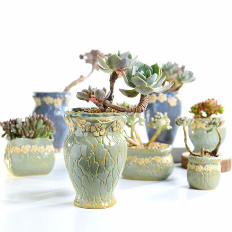 Vetplanten Bloempot Kleine en  - Echeveria Succulent recensie en prijs