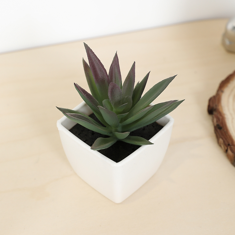 Mini Kunstmatige Succulente Fe - Echeveria Succulent recensie en prijs